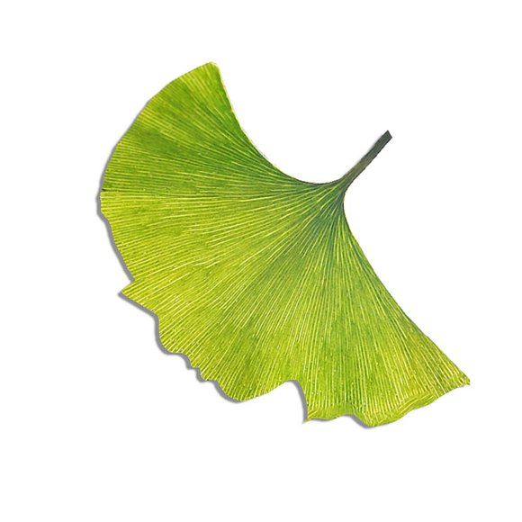 Meet your Posher, Avleigh - Picture 1 of 1